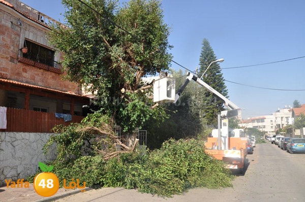 trees lud 1112 (1).JPG